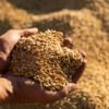 Barley