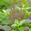 Basil
