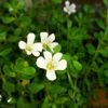 Brahmi