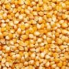 Maize